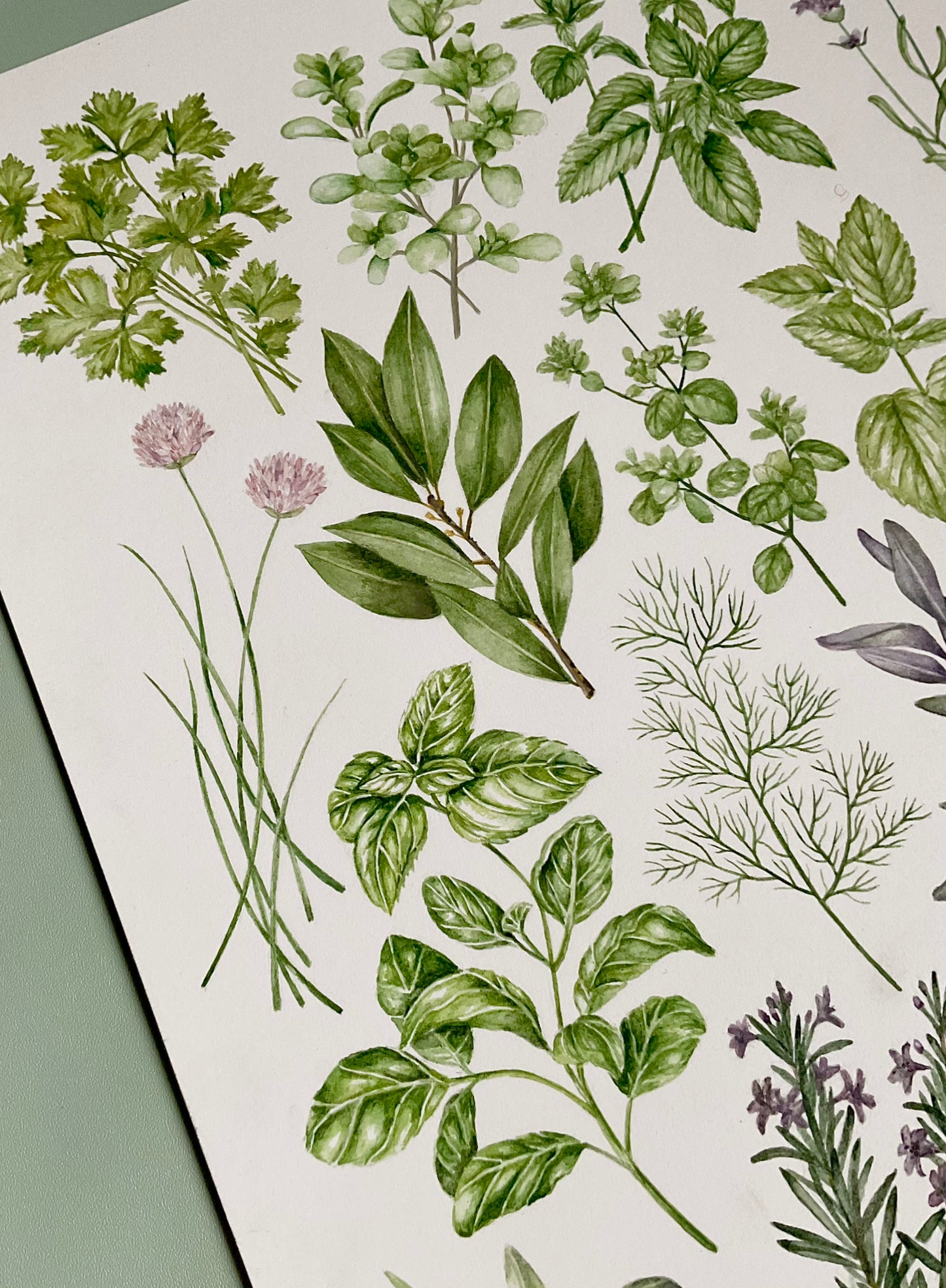 Botanical Culinary Herbs Watercolour Art Print