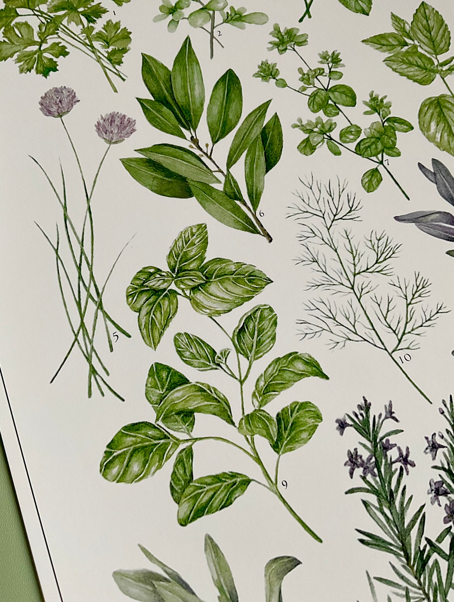 Botanical Culinary Herbs Watercolour Art Print