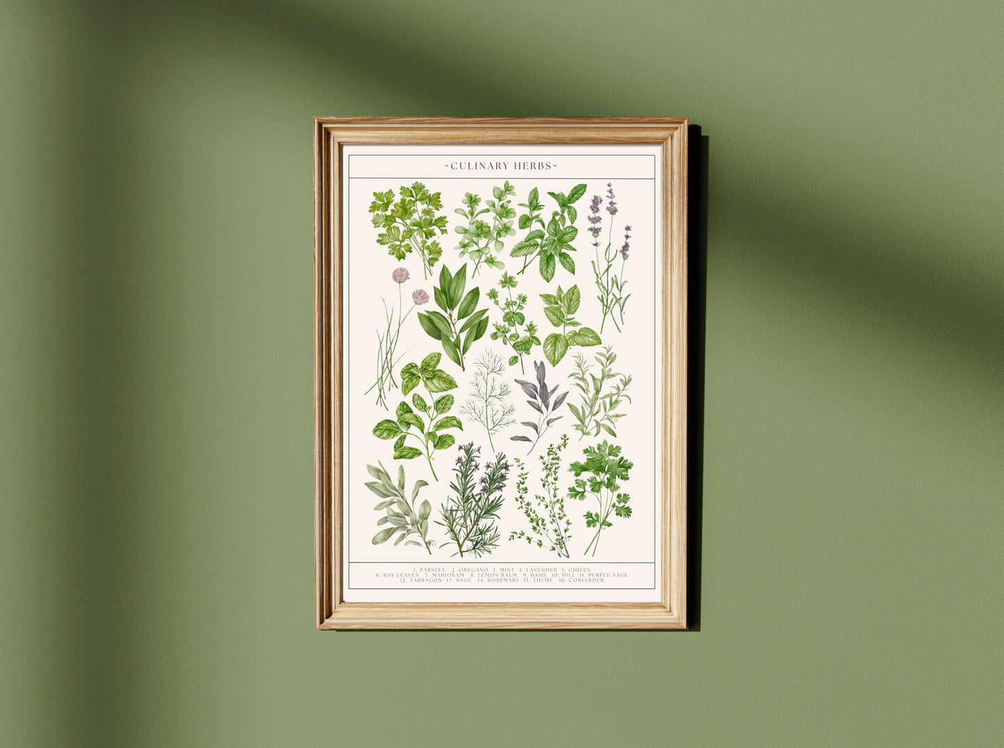Botanical Culinary Herbs Watercolour Art Print