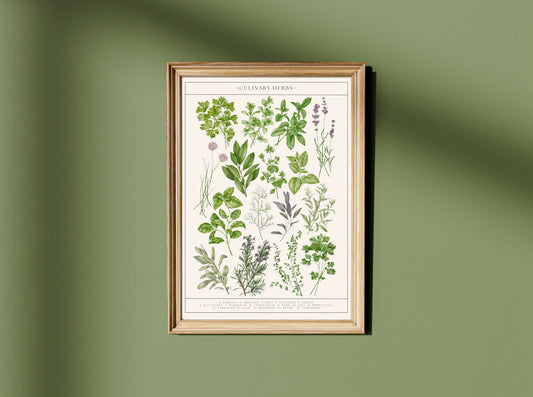 Botanical Culinary Herbs Watercolour Art Print
