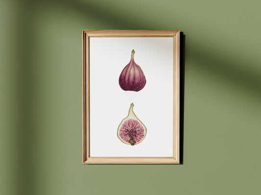 Botanical Figs Watercolour Wall Art Print