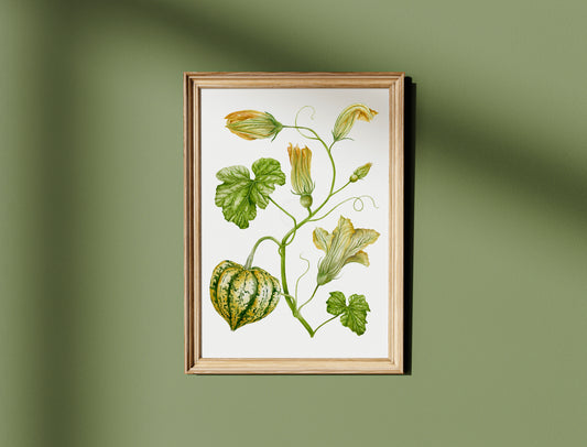 Botanical Carnival Squash Watercolour Wall Art Print
