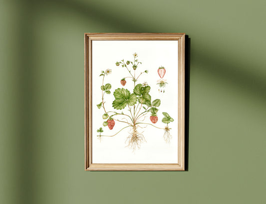 Botanical Strawberries Watercolour Wall Art Print