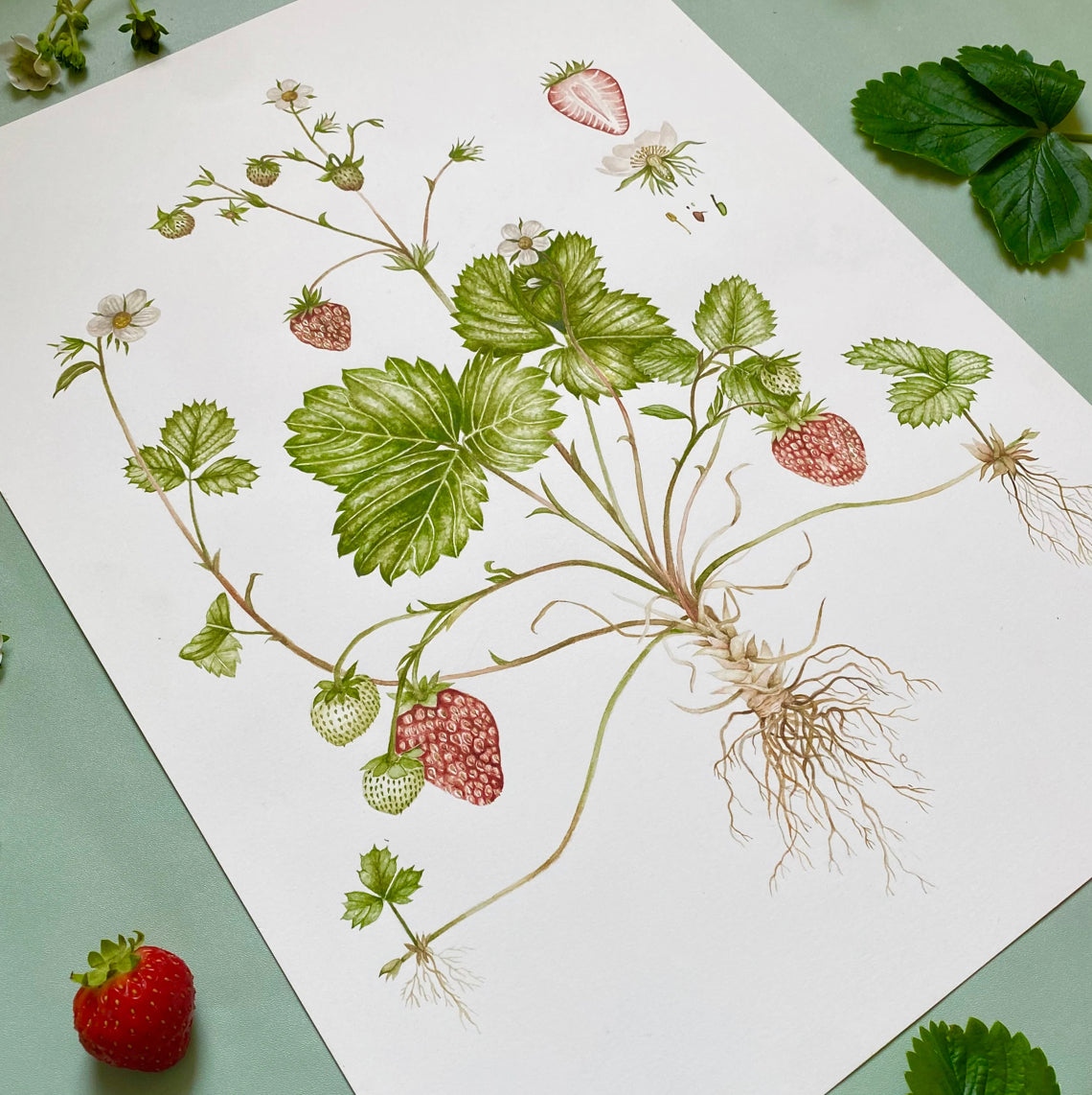 Botanical Strawberries Watercolour Wall Art Print