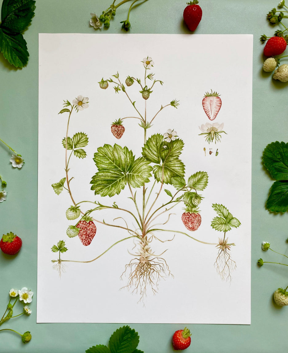 Botanical Strawberries Watercolour Wall Art Print