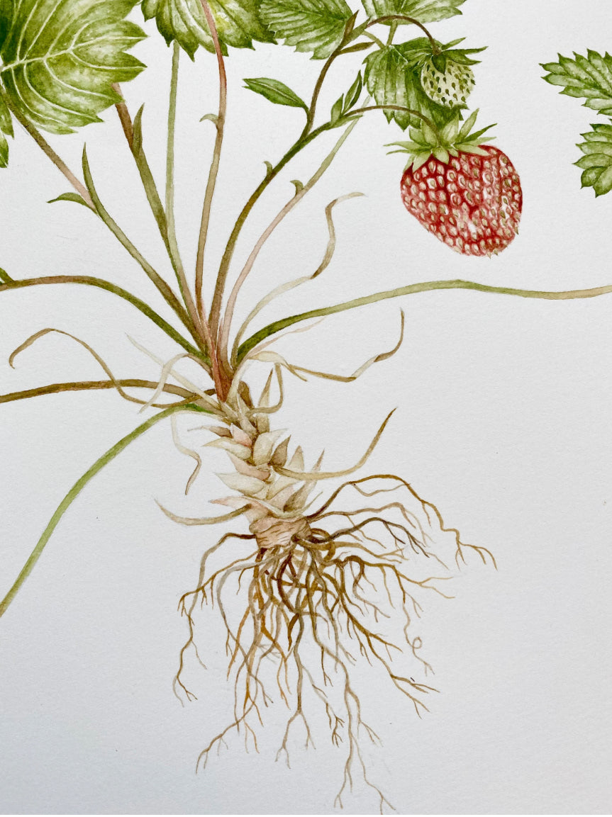 Botanical Strawberries Watercolour Wall Art Print