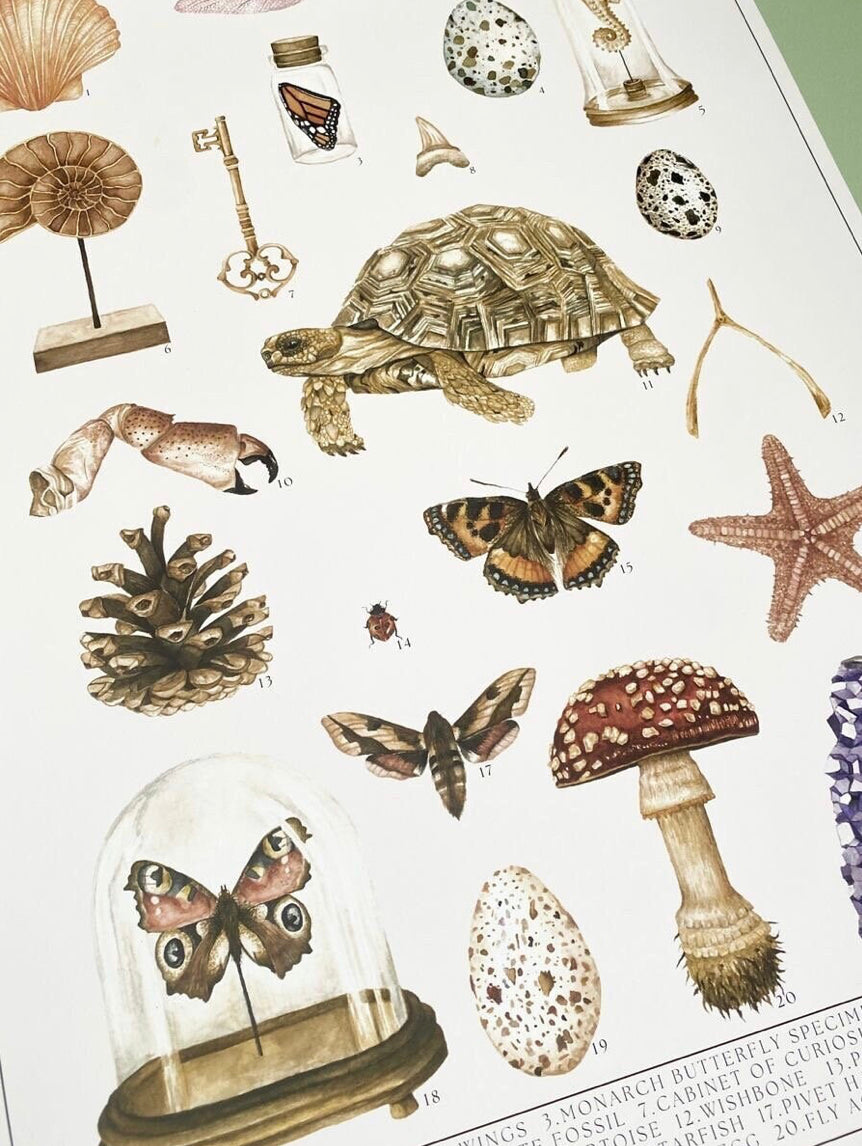 Natural History Museum Watercolour Wall Art Print