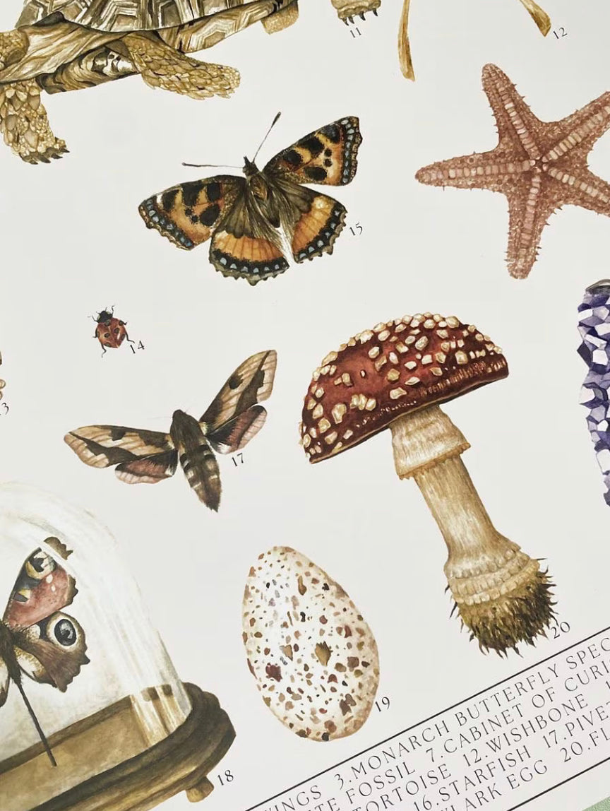 Natural History Museum Watercolour Wall Art Print