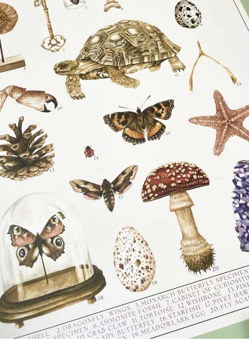 Natural History Museum Watercolour Wall Art Print