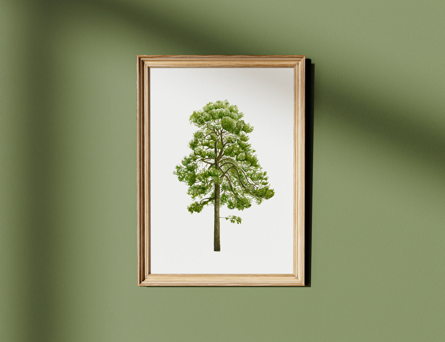 Pine Tree Botanical Watercolour Print