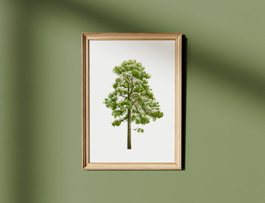 Pine Tree Botanical Watercolour Print