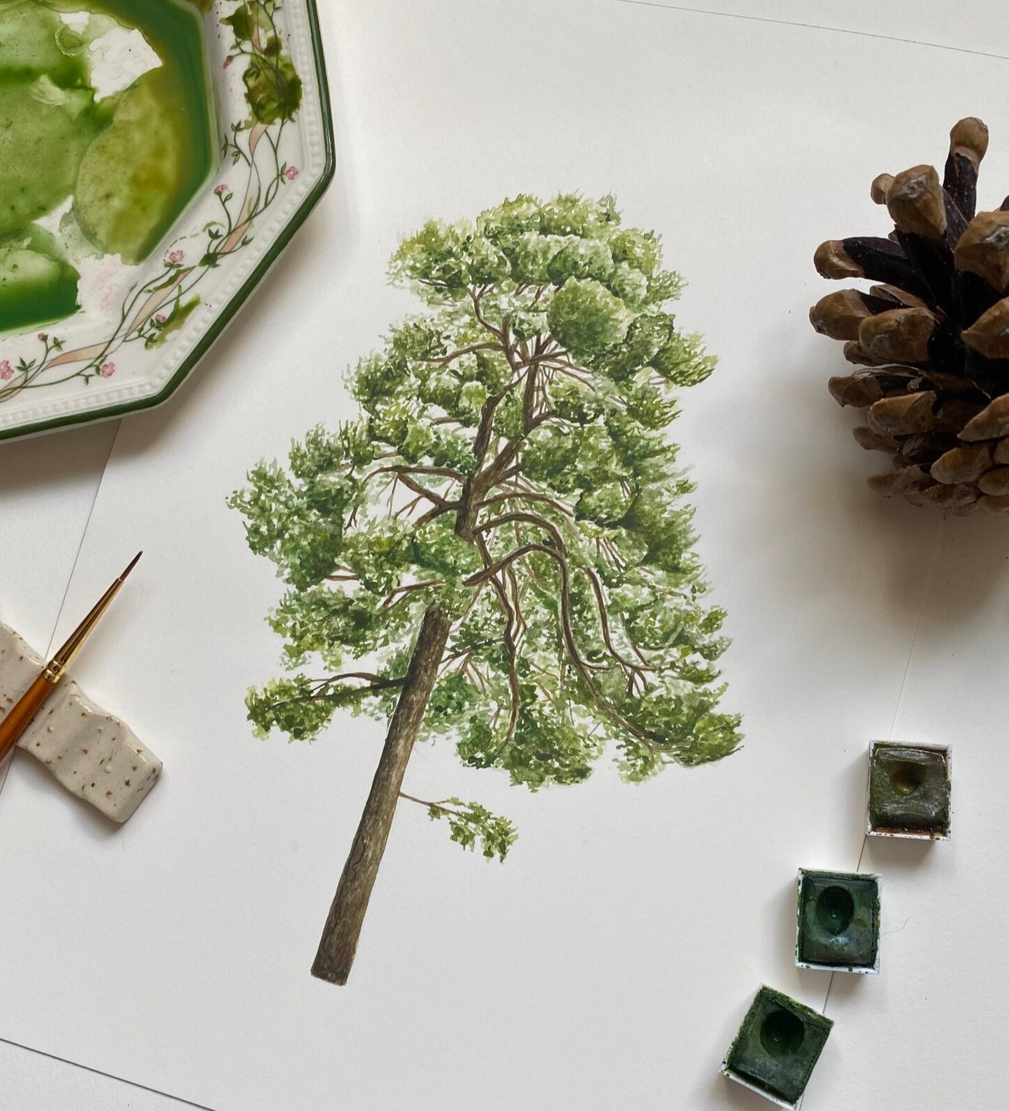 Pine Tree Botanical Watercolour Print