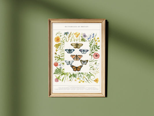 Botanical Butterfly Wildflower Guide Watercolour Print