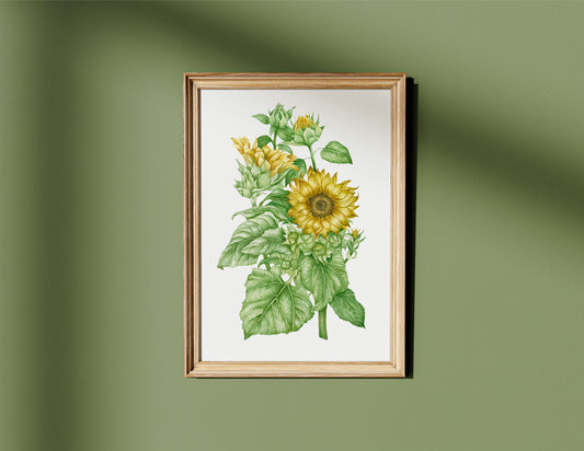 Botanical Sunflowers Watercolour Print
