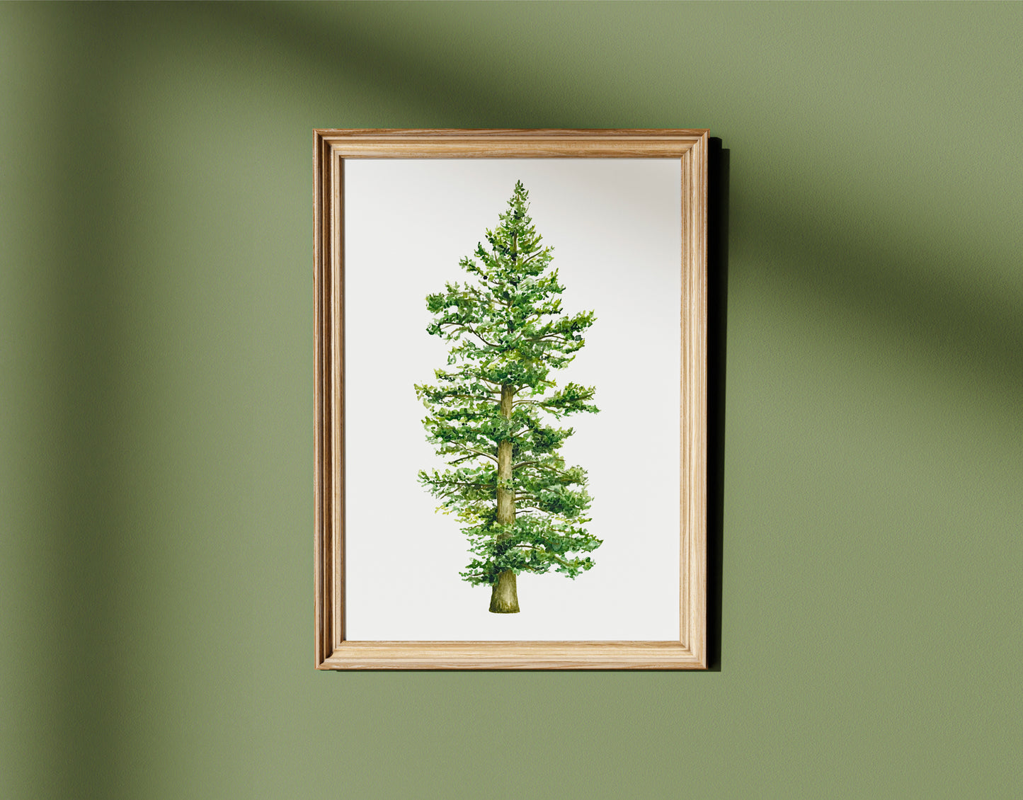 Botanical Redwood Tree Watercolour Print