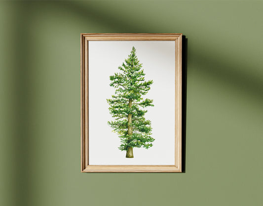 Botanical Redwood Tree Watercolour Print