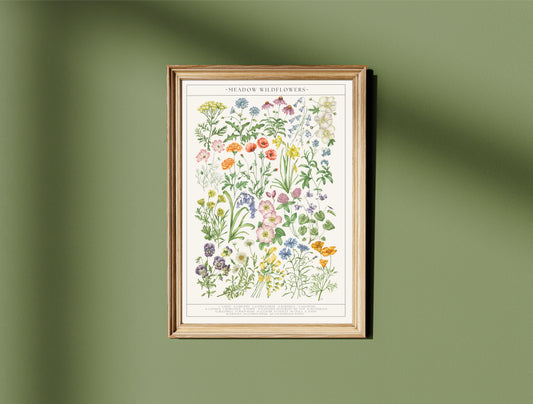 Botanical Wildflower Guide Watercolour Print