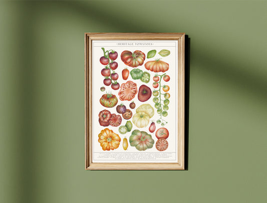 Botanical Tomatoes Guide Watercolour Print