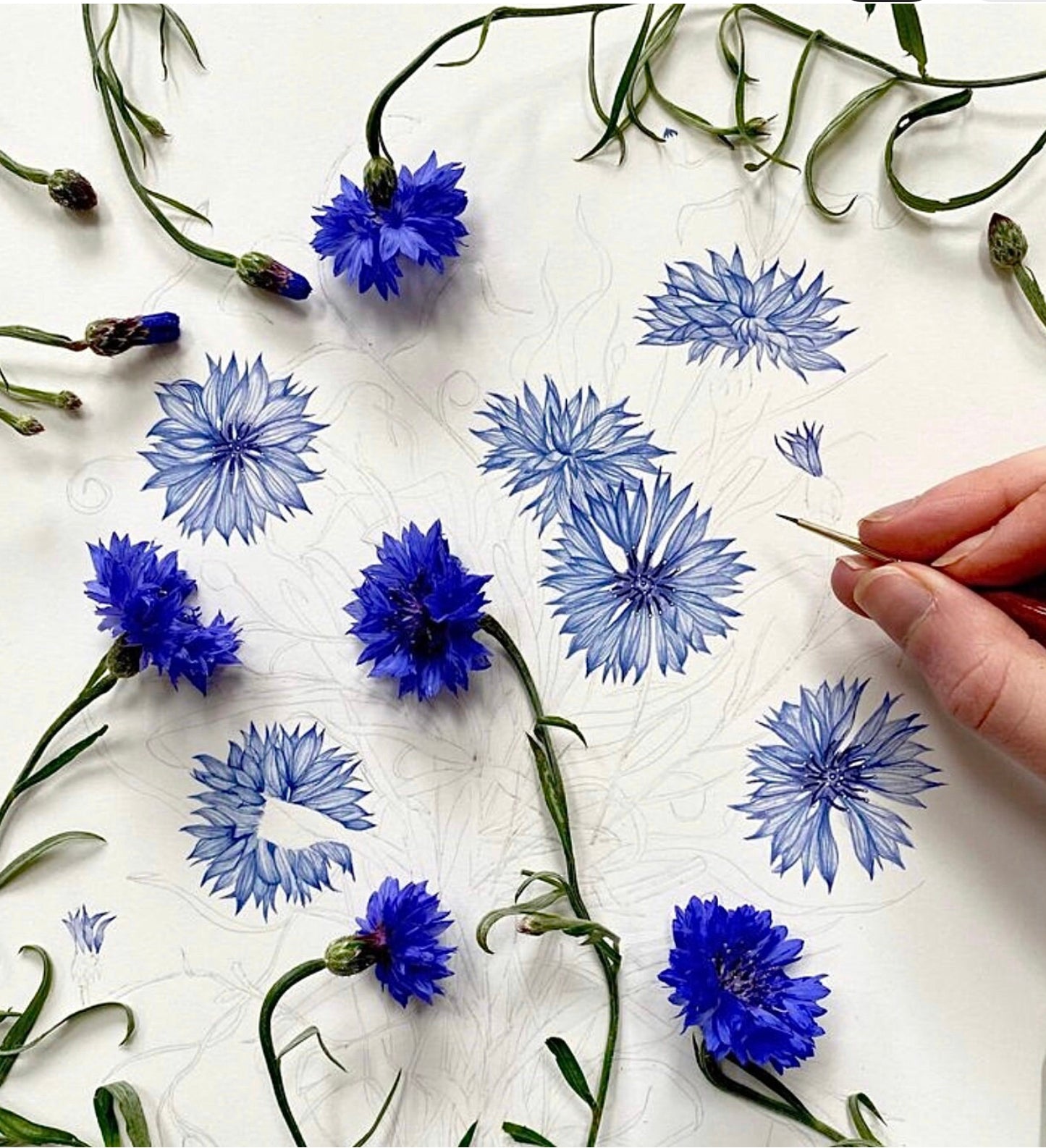 Botanical Cornflowers Watercolour Print