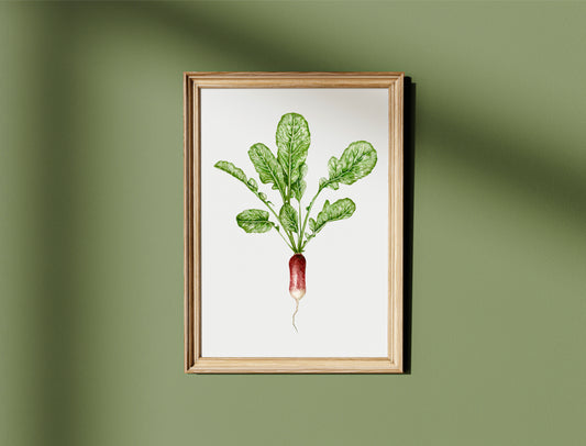 Botanical Radish Watercolour Print