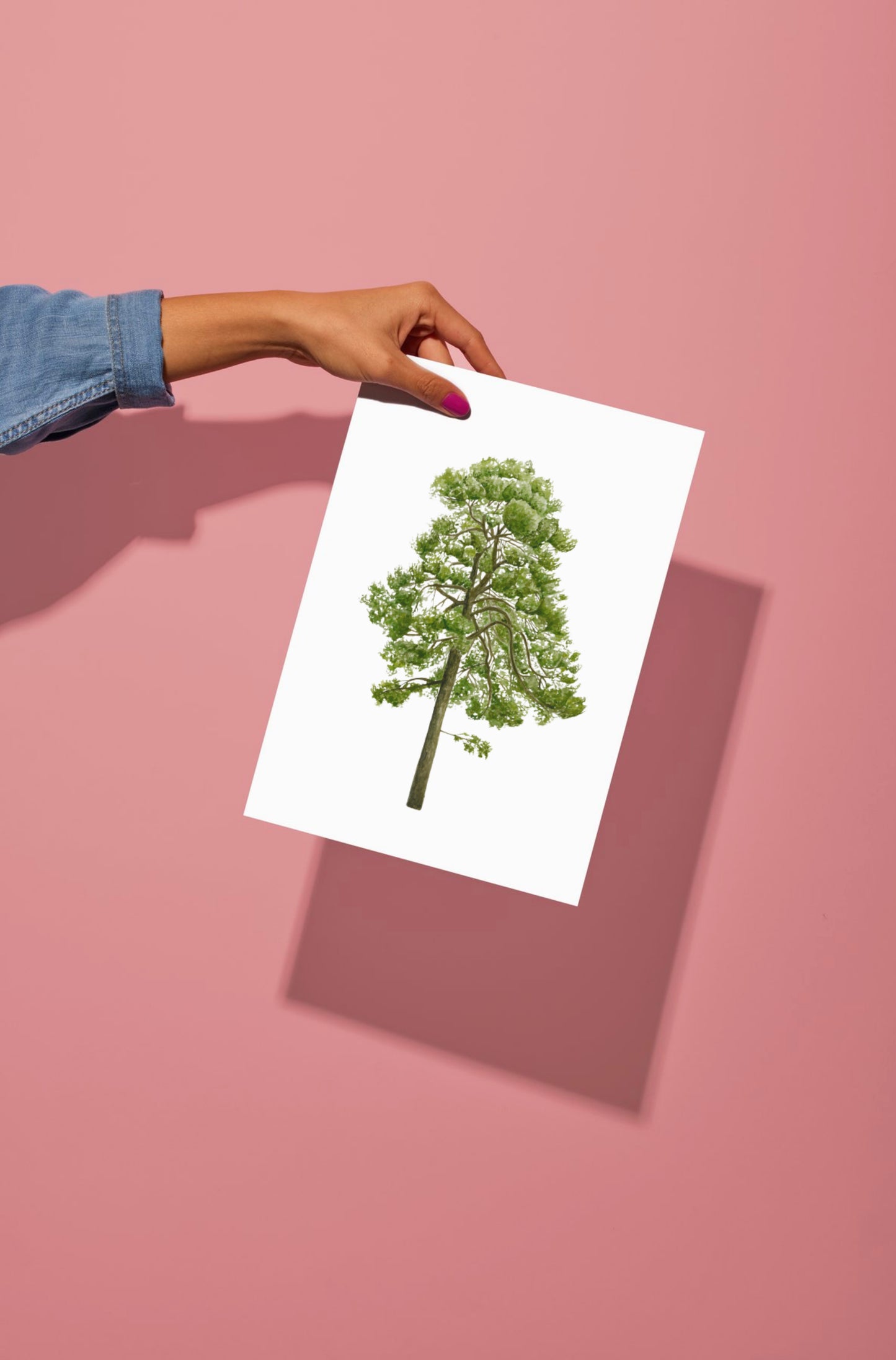 Pine Tree Botanical Watercolour Print
