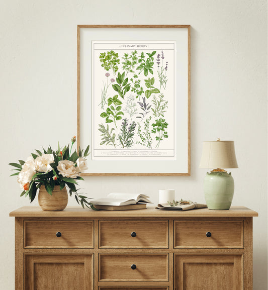 Botanical Culinary Herbs Watercolour Art Print