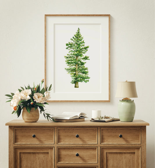 Botanical Redwood Tree Watercolour Print
