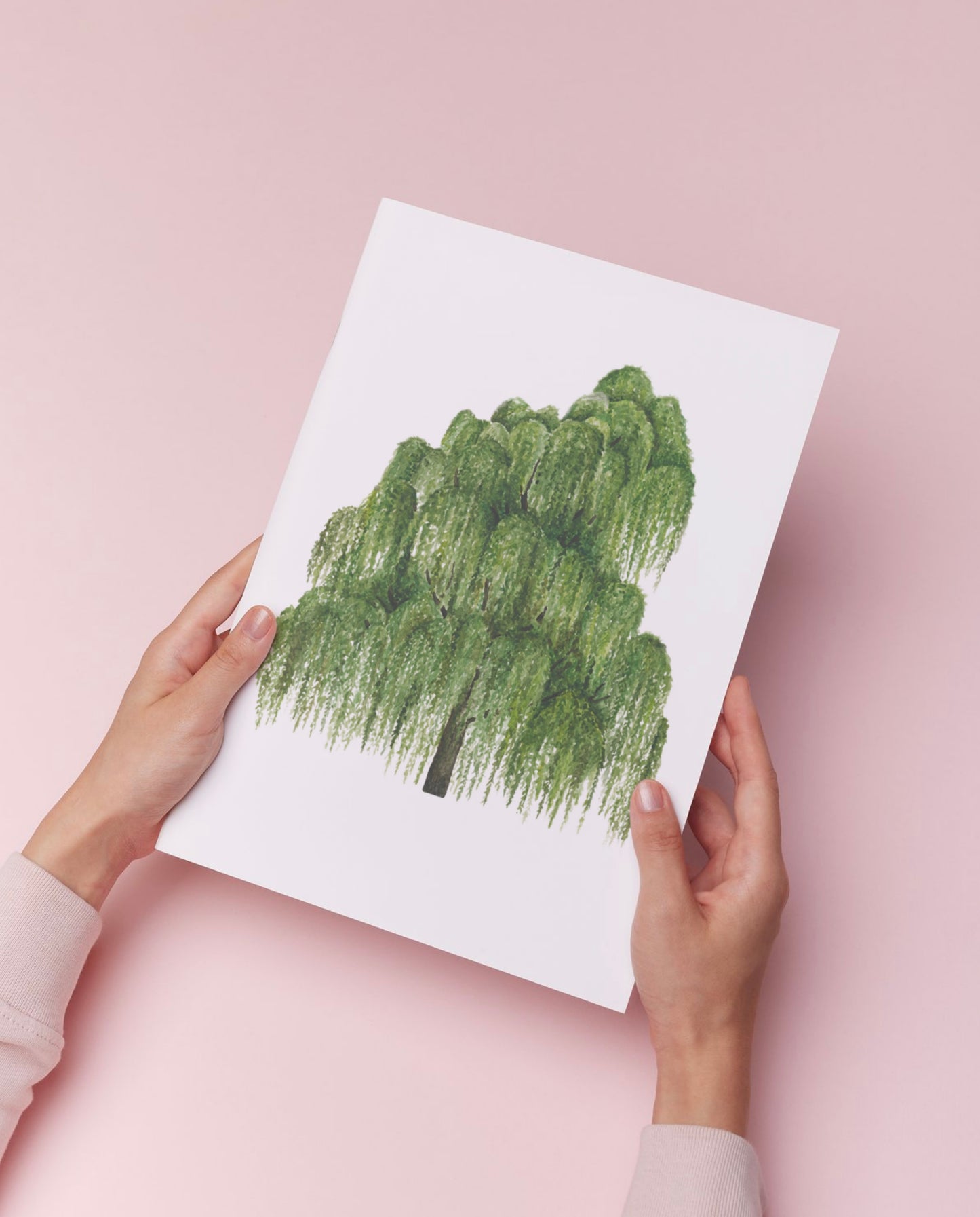Botanical Willow Tree Watercolour Wall Art Print