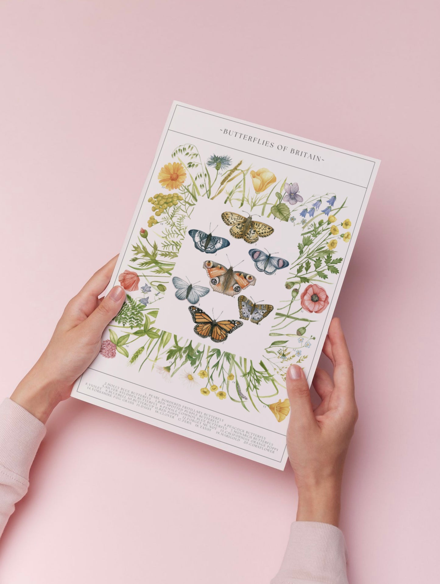 Botanical Butterfly Wildflower Guide Watercolour Print