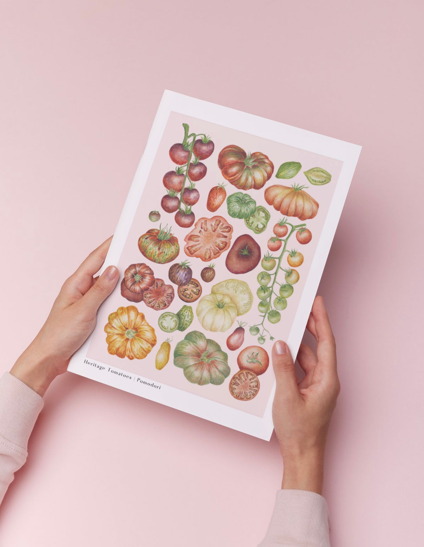 Botanical Heritage Tomatoes Watercolour Art Print