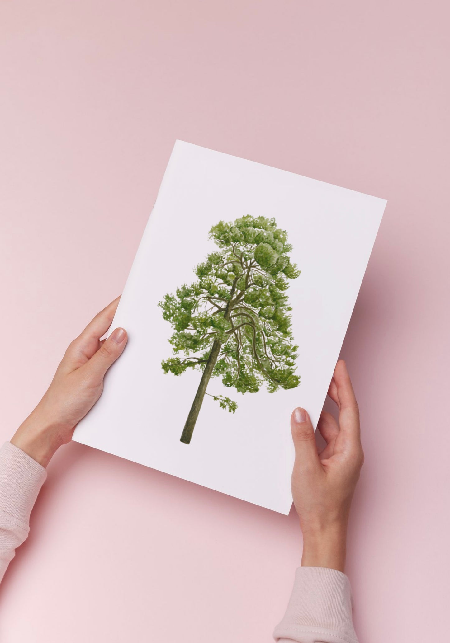 Pine Tree Botanical Watercolour Print