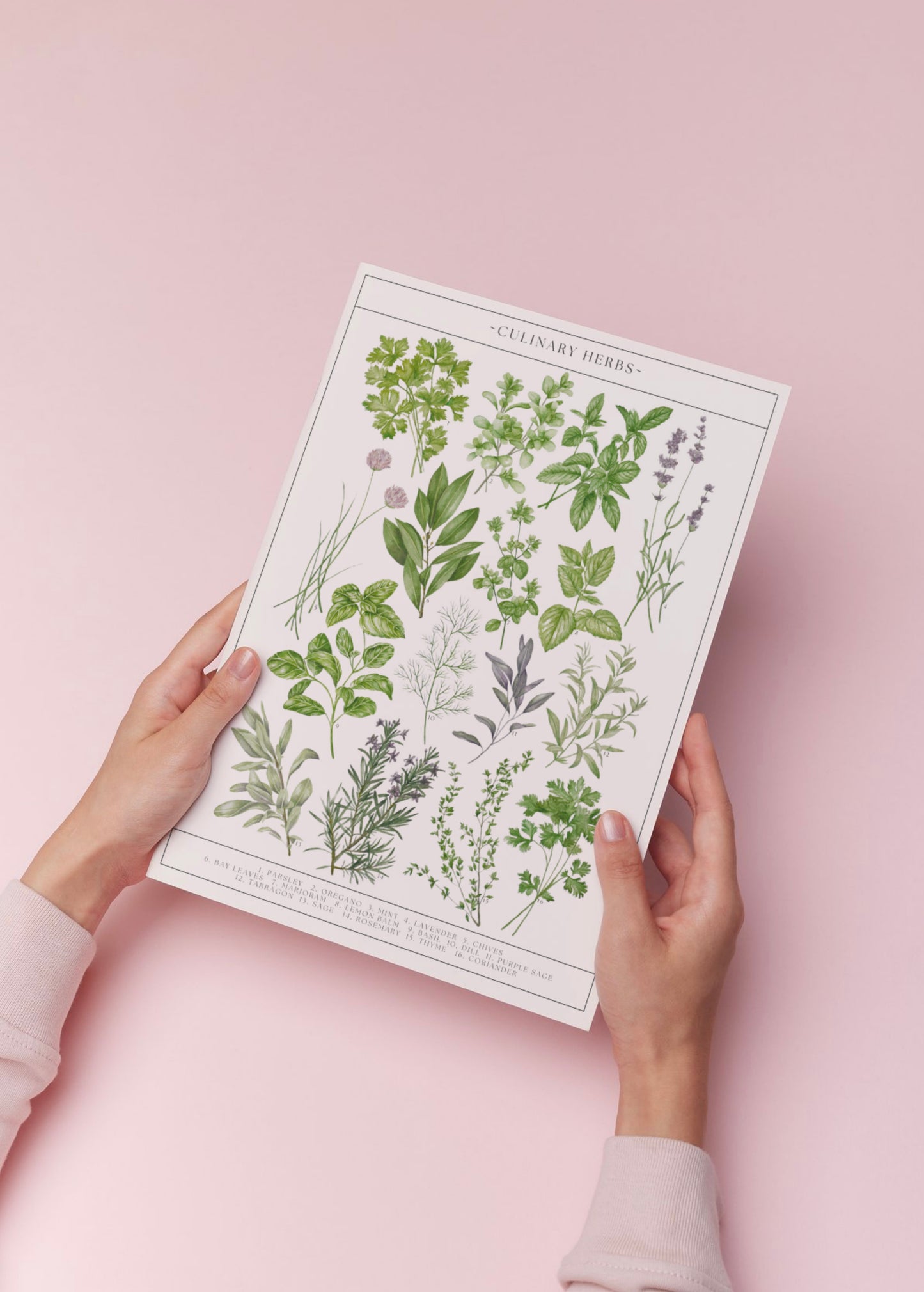 Botanical Culinary Herbs Watercolour Art Print