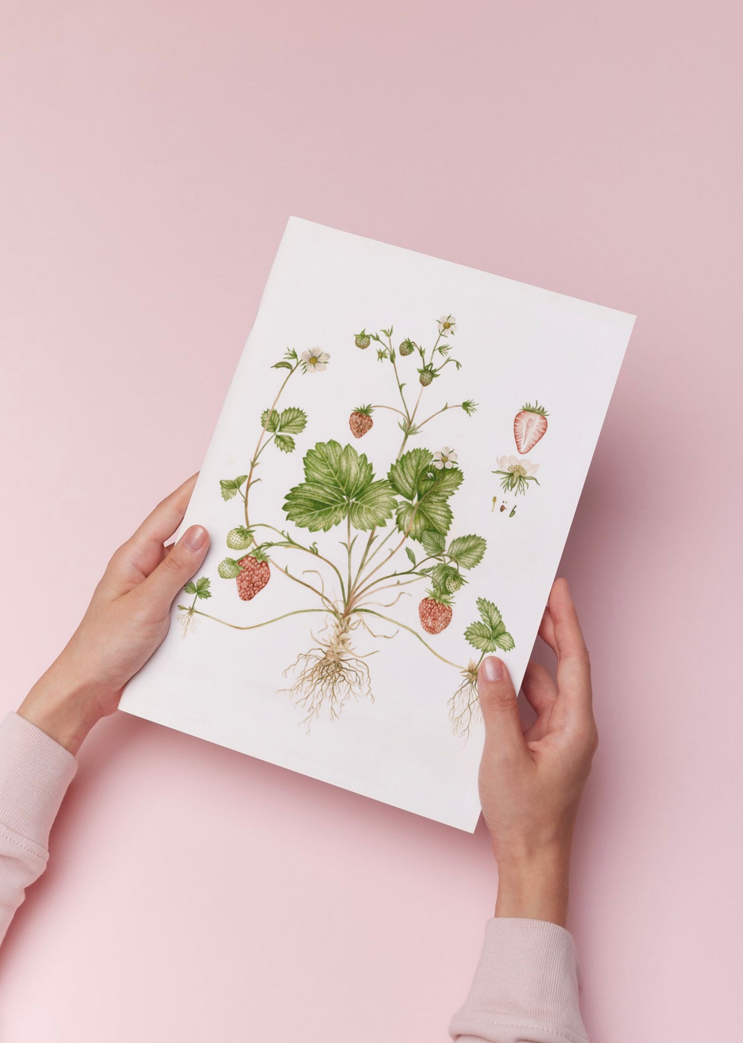 Botanical Strawberries Watercolour Wall Art Print