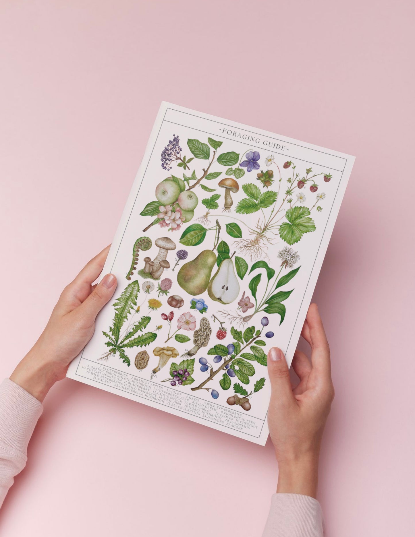 Botanical Foraging Guide Watercolour Art Print