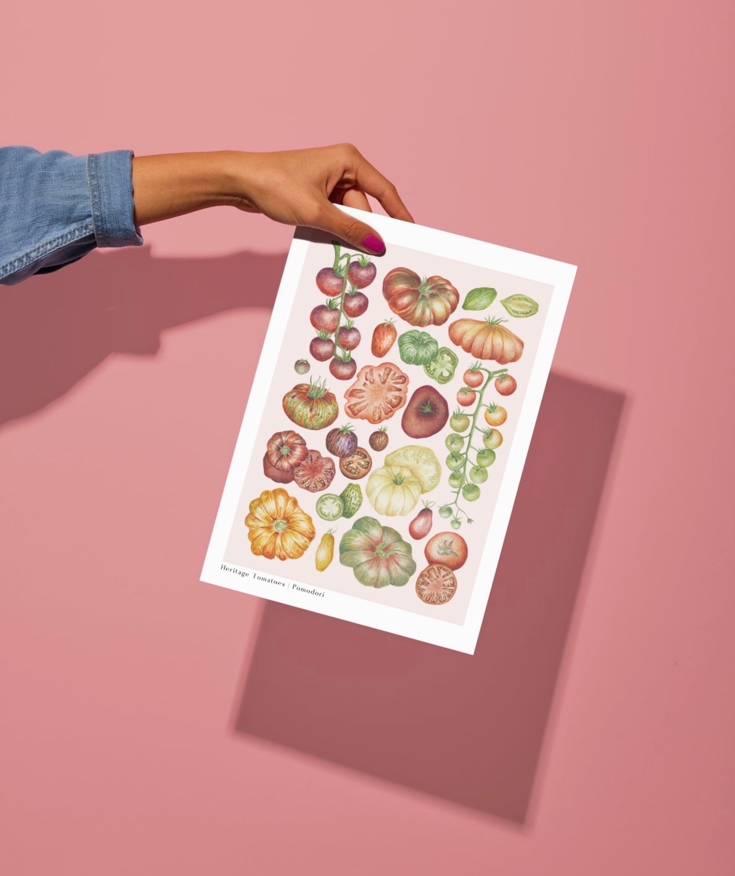Botanical Heritage Tomatoes Watercolour Art Print