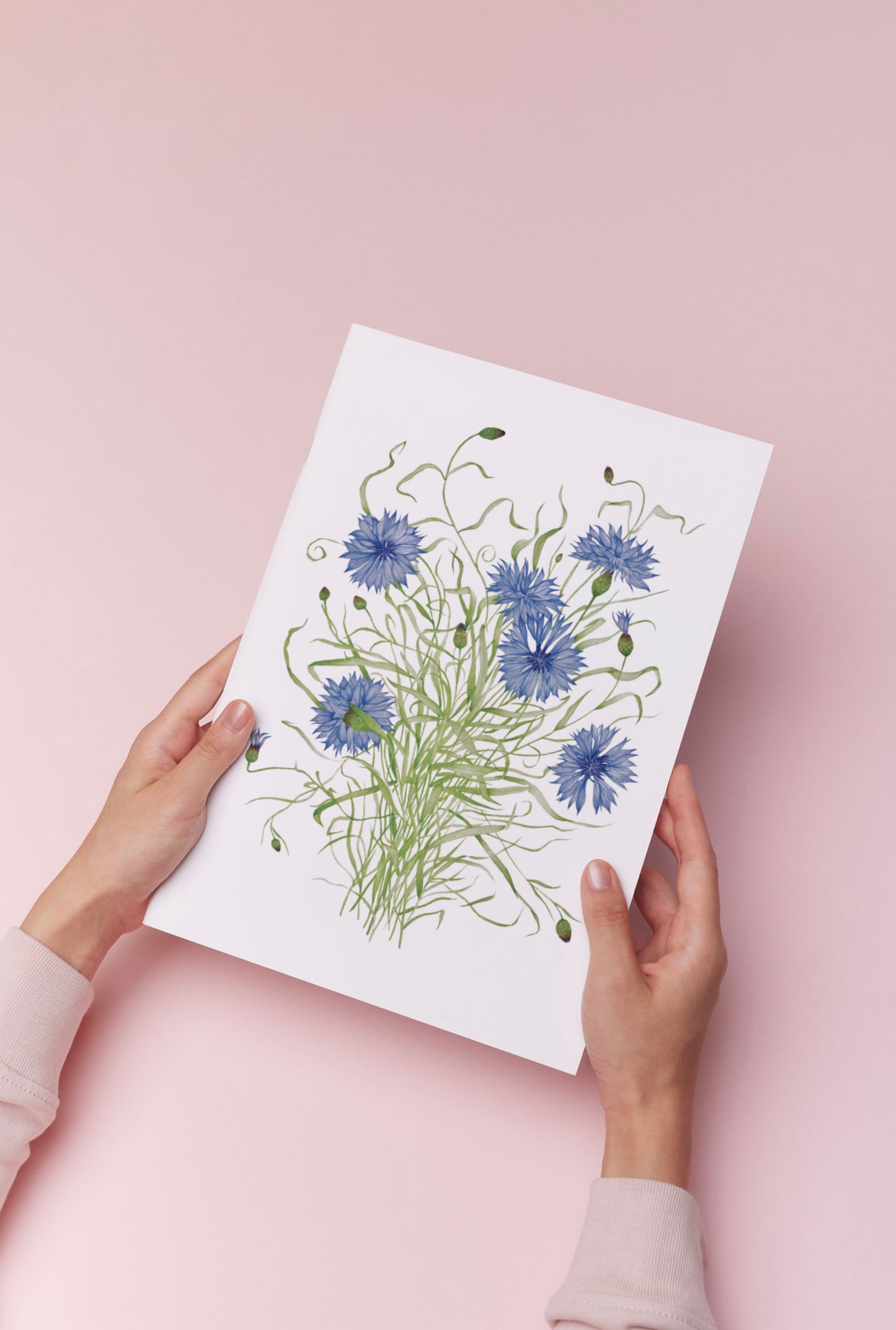 Botanical Cornflowers Watercolour Print