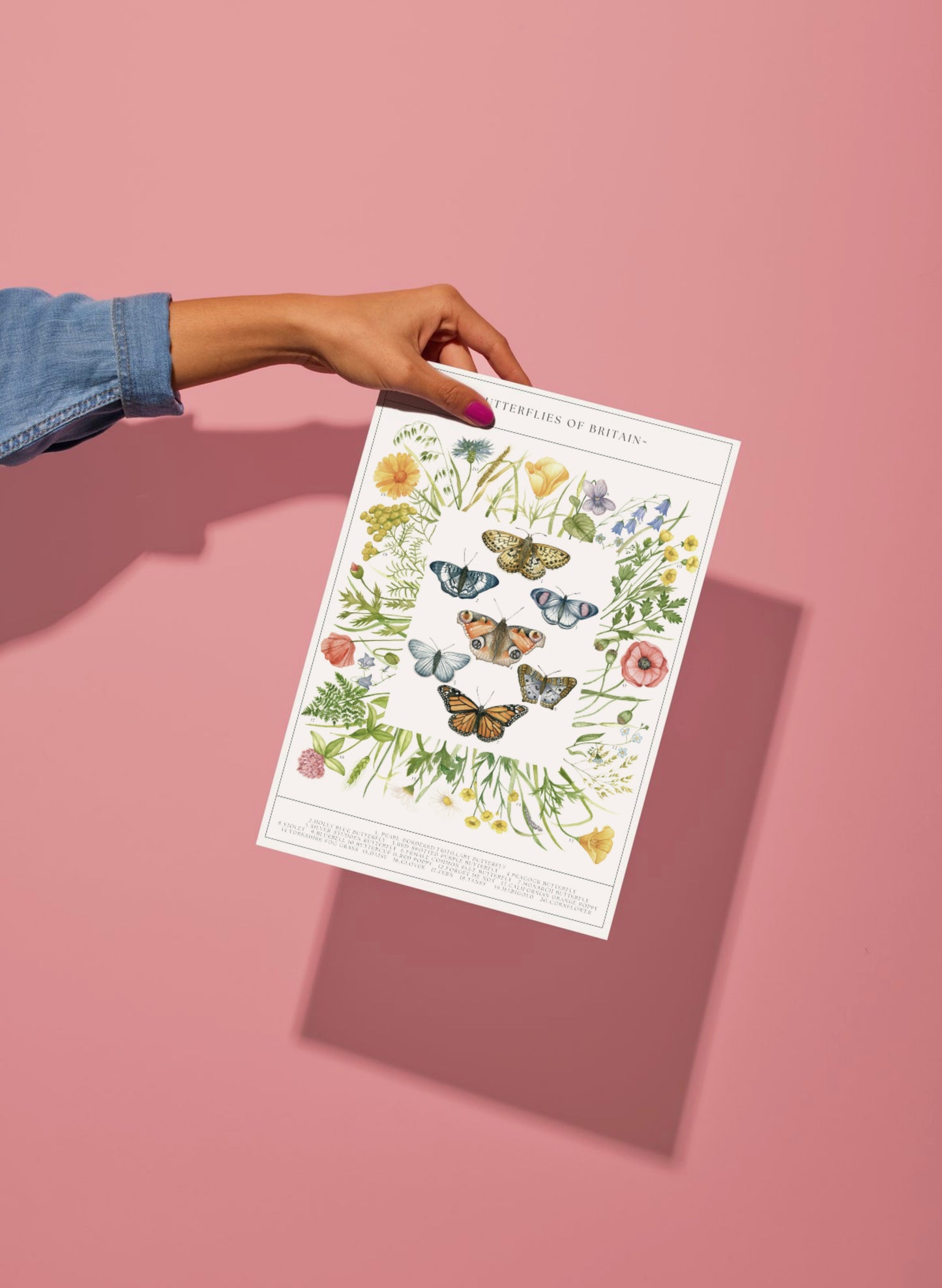 Botanical Butterfly Wildflower Guide Watercolour Print