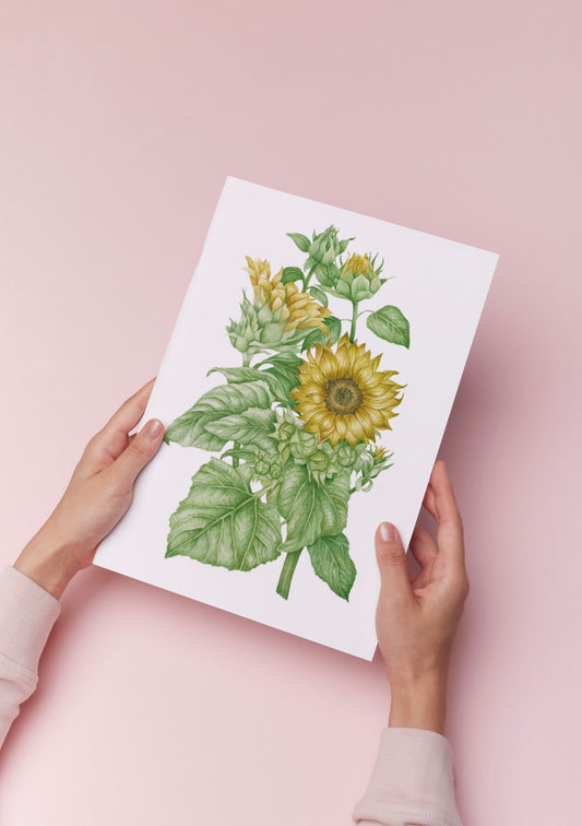 Botanical Sunflowers Watercolour Print