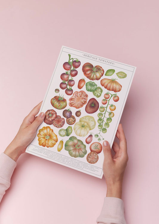 Botanical Tomatoes Guide Watercolour Print