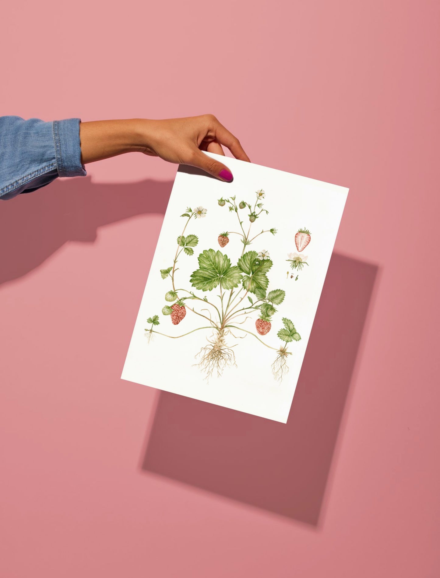 Botanical Strawberries Watercolour Wall Art Print