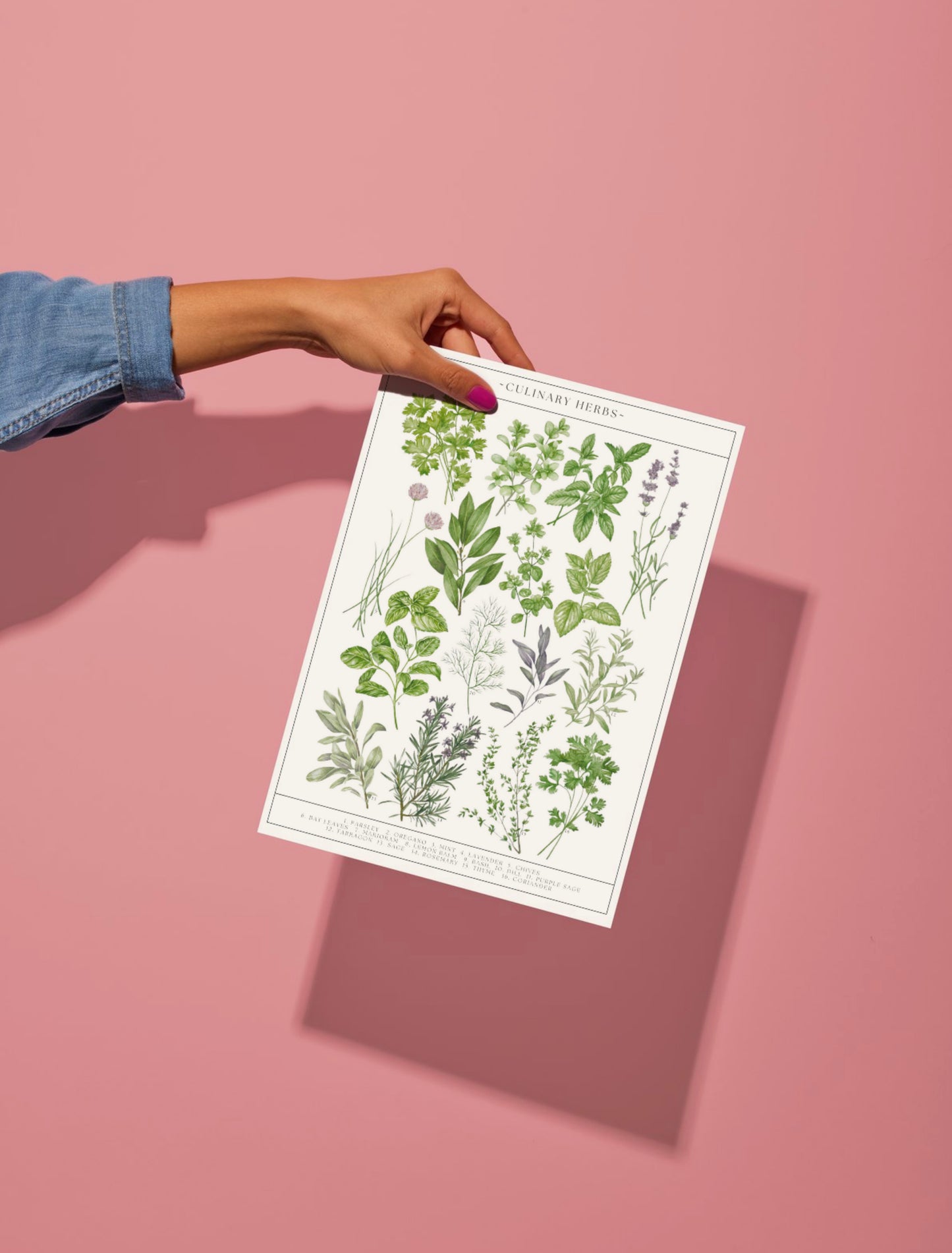 Botanical Culinary Herbs Watercolour Art Print