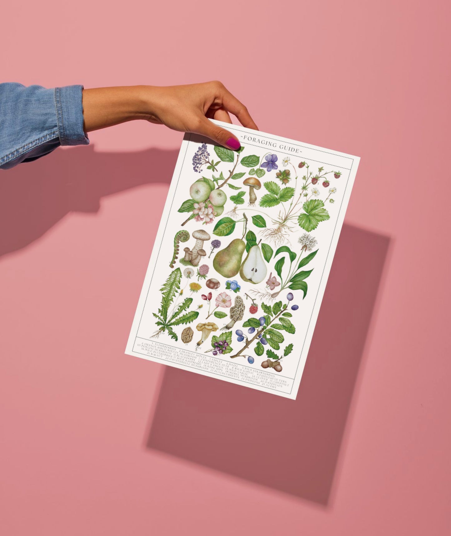 Botanical Foraging Guide Watercolour Art Print