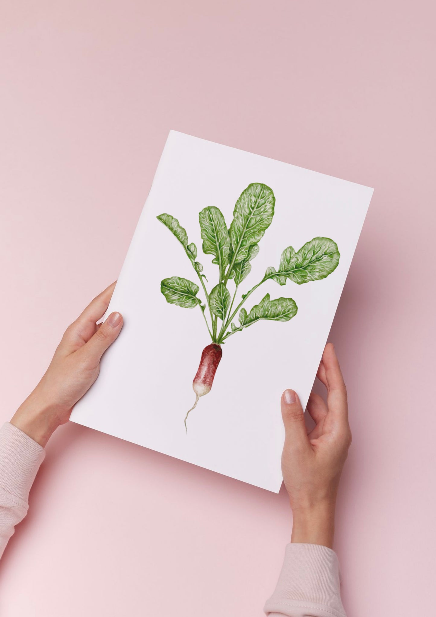 Botanical Radish Watercolour Print