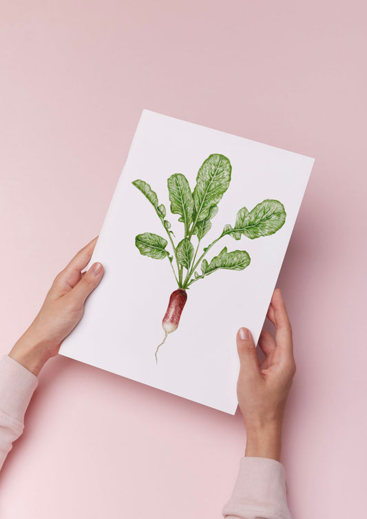 Botanical Radish Watercolour Print