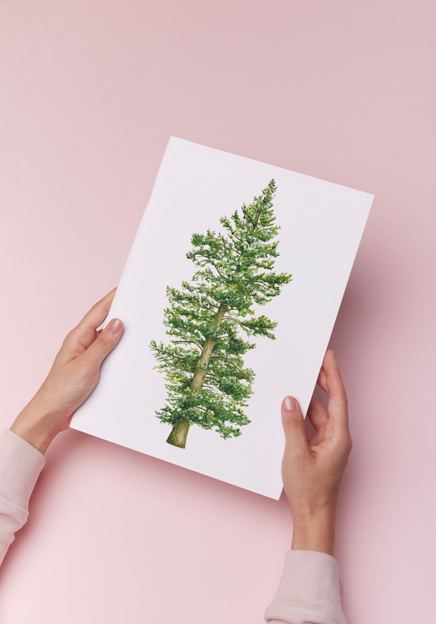 Botanical Redwood Tree Watercolour Print