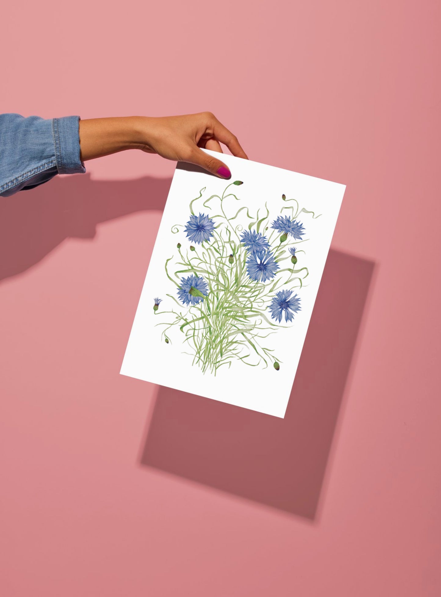 Botanical Cornflowers Watercolour Print