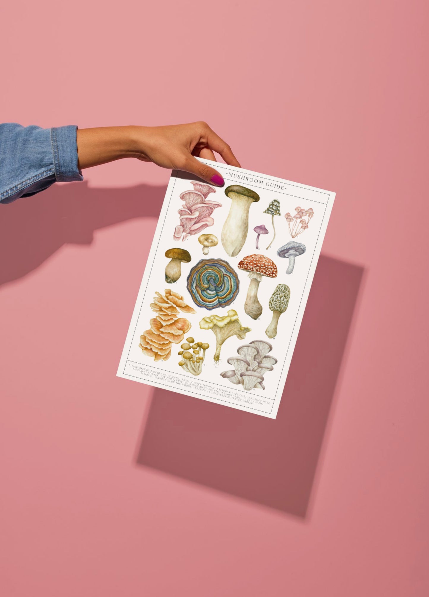 Botanical Mushroom Guide Watercolour Print