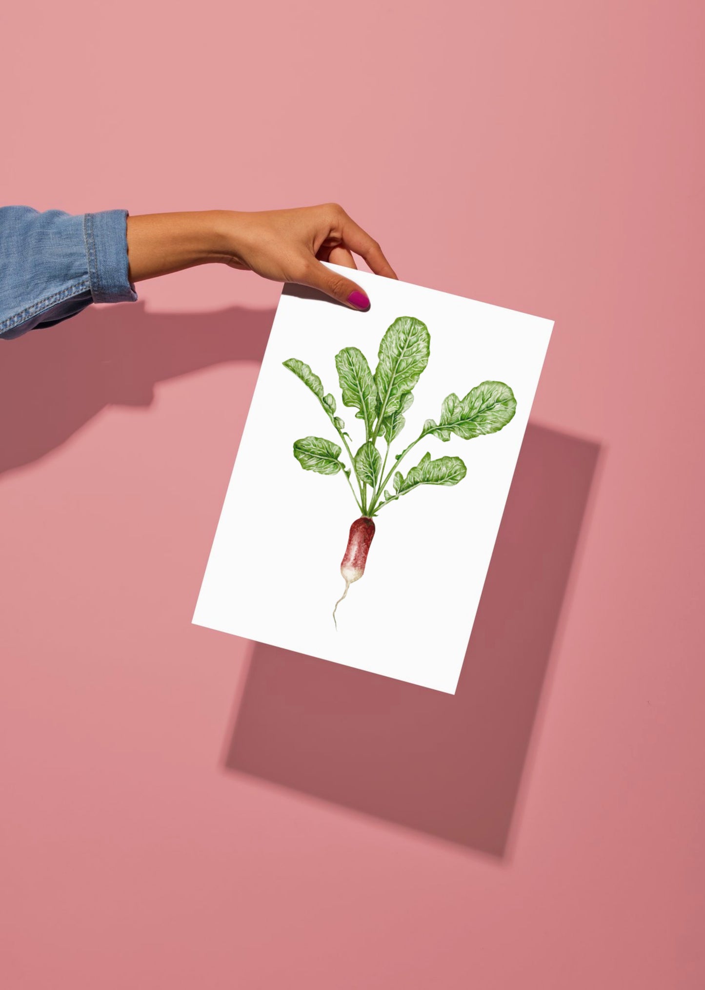 Botanical Radish Watercolour Print