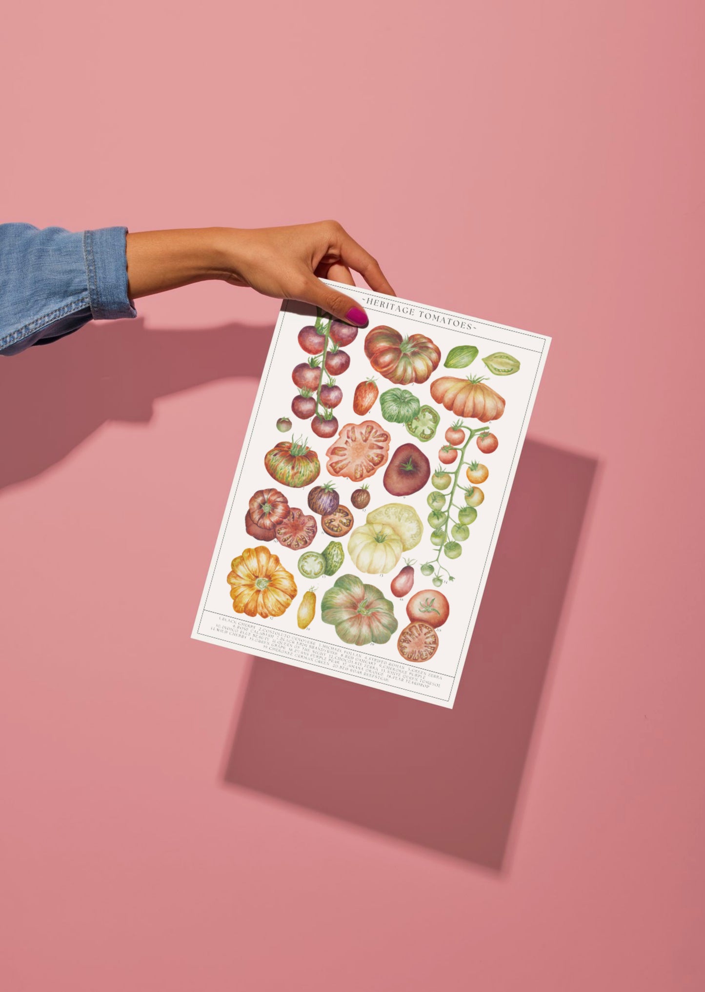 Botanical Tomatoes Guide Watercolour Print