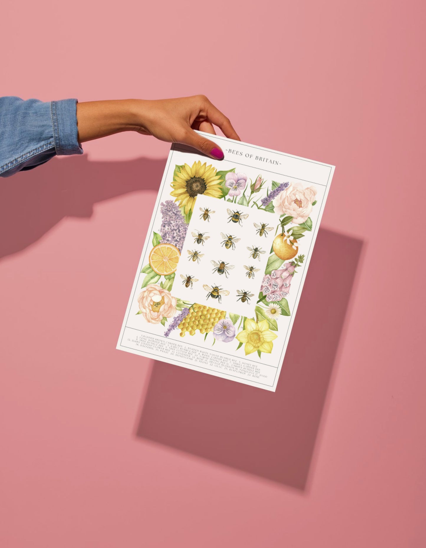 Botanical Bee Guide Watercolour Print